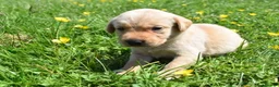 Labrador Retriever dogs for sale: Stunning Working Pedigree Labrador Puppies  - Advert 18