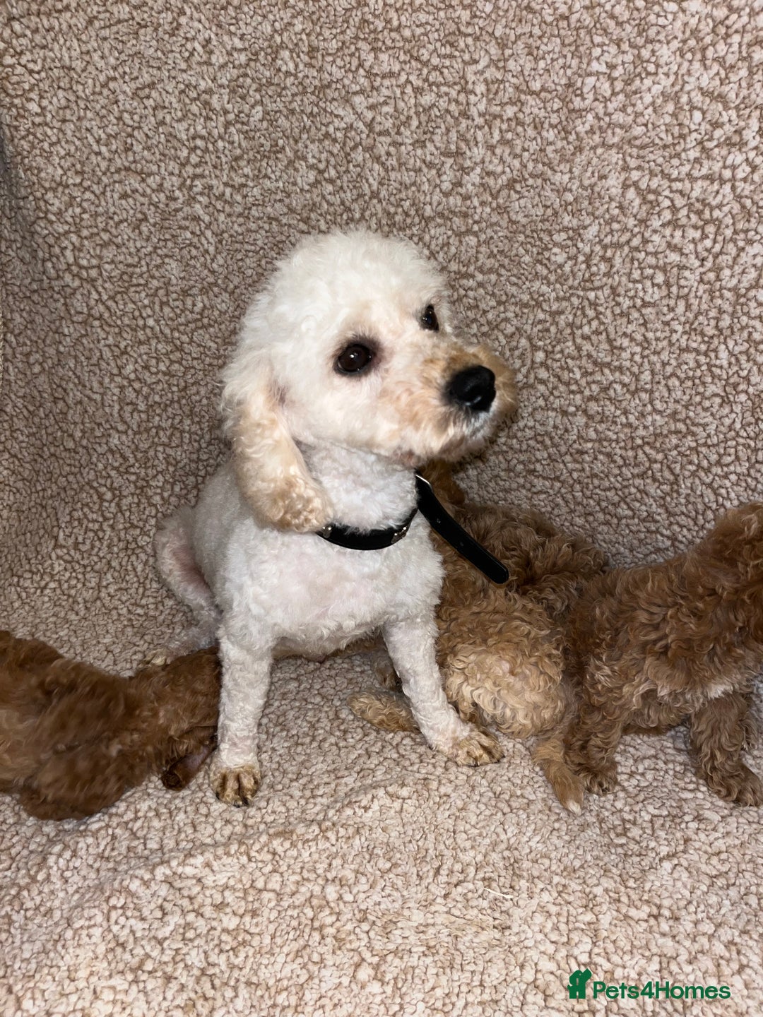 Cavapoochon dogs for sale: Beautiful cavapoochon baby’s  - Advert 1