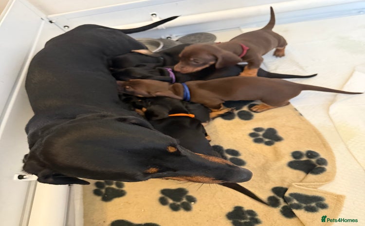 Dachshund dogs - Advert 1