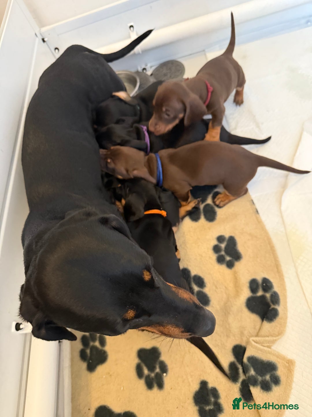 Dachshund dogs for sale: Dachshunds for sale   - Image 1