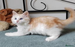 Mixed Breed cats for sale: Kittens with Mittens!! Unique Maine Coon x  - Image 5