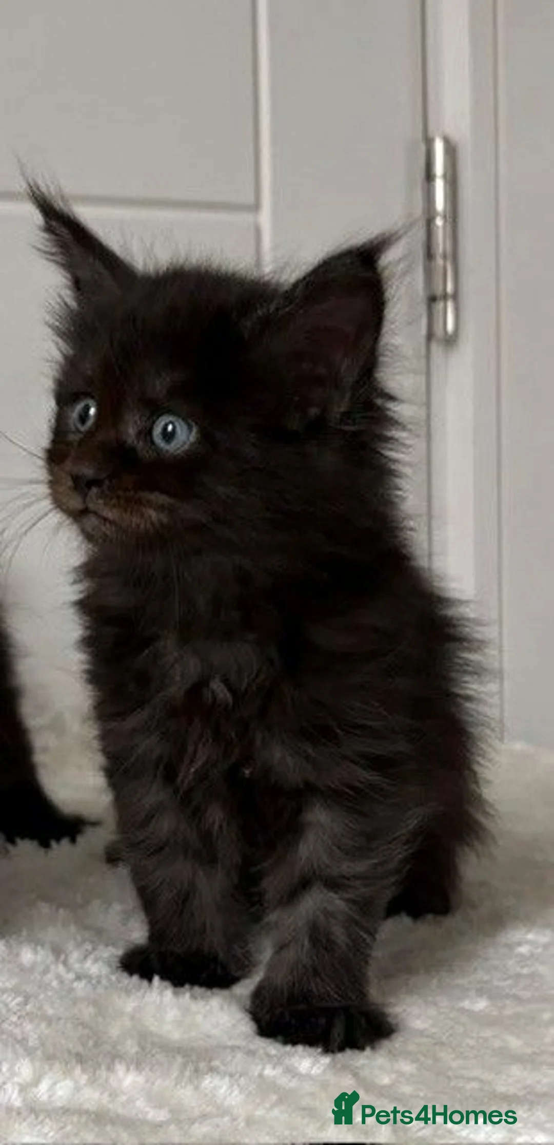 Maine Coon cats for sale: Black Smoke Boy - Advert 5