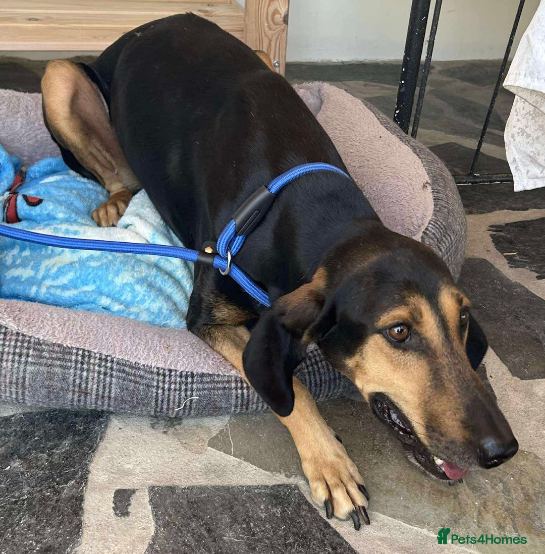 Mixed Breed dogs for adoption: Cinnamon needs a loving home  - Image 21