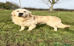 Golden Retriever dogs for sale: Beautiful KC Golden Retriever Puppies - Image 16