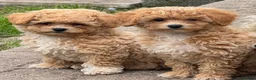 Poochon dogs for sale:  BEAUTIFUL F1 POOCHON PUPPIES  - Advert 1