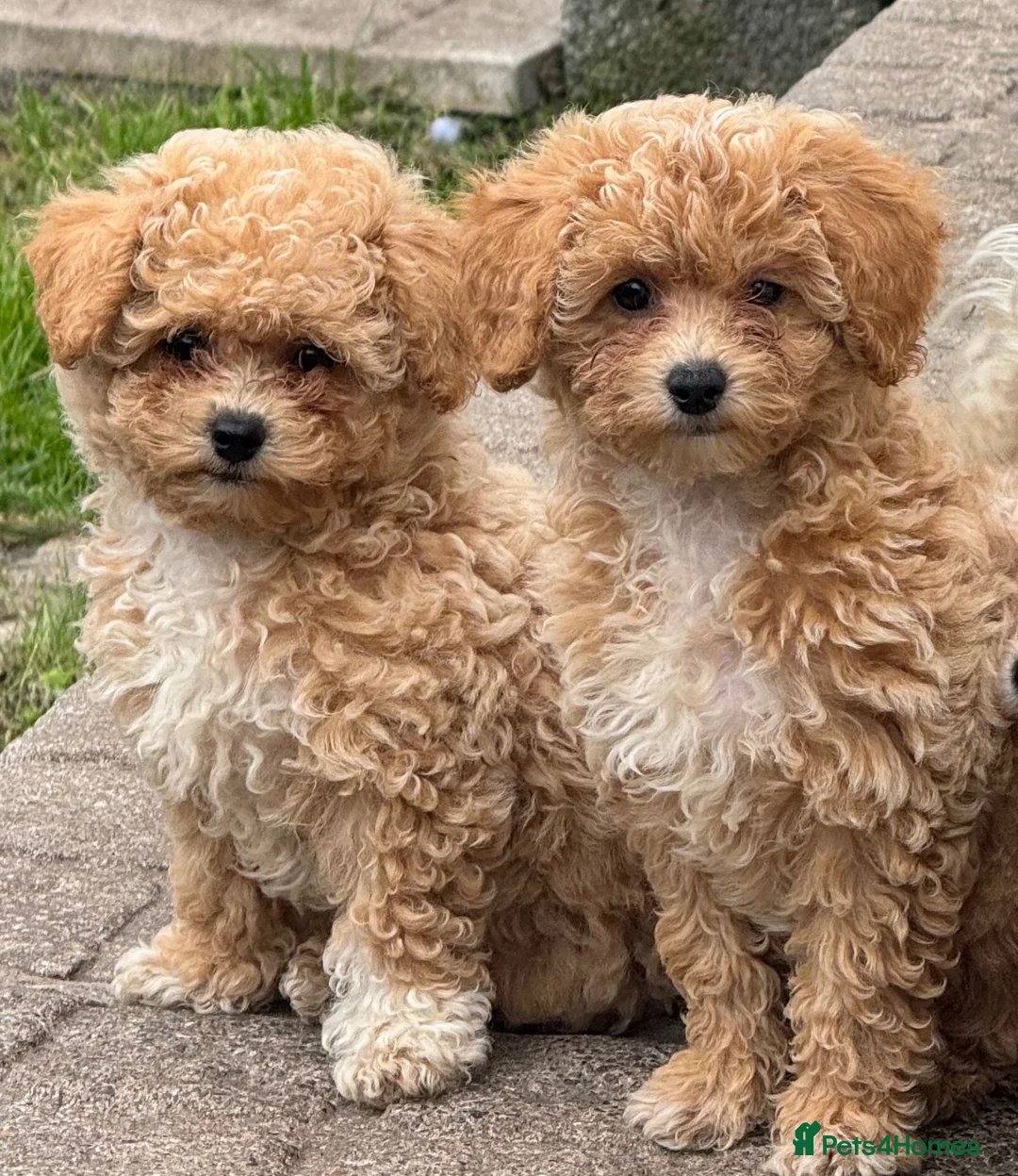 Poochon dogs for sale:  BEAUTIFUL F1 POOCHON PUPPIES  - Advert 1