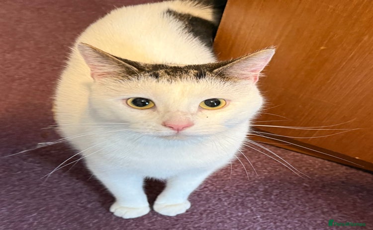 Domestic Shorthair cats - Advert 1