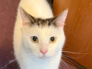 Domestic Shorthair cats - Advert 7