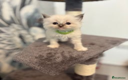 Ragdoll cats for sale: Beautiful Ragdoll Kittens – Champion Bloodlines - Image 4