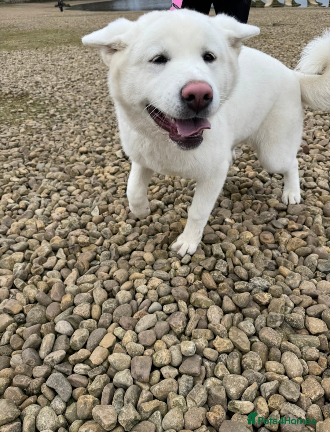 Akita dogs for sale: 2 Akita puppies 1 female 1 male  - Image 20