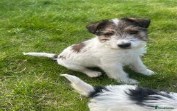 Fox Terrier dogs for sale: Fox Terrier puppies for sale - 07704995261 - Image 6