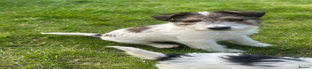 Fox Terrier Puppy 1
