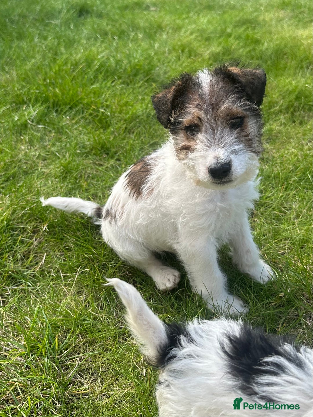 Fox Terrier dogs for sale: Fox Terrier puppies for sale - 07704995261 - Image 6