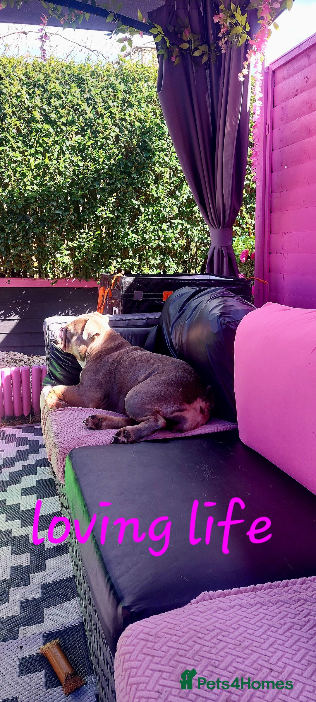 English Bulldog dogs for sale: English bulldog - Image 13