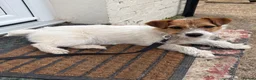 Jack Russell dogs for sale: Jack Russell girl in Iver - Advert 2