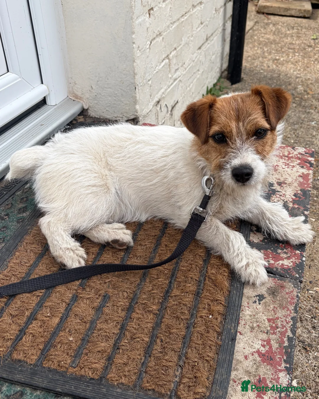 Jack Russell dogs for sale: Jack Russell girl in Iver - Advert 2