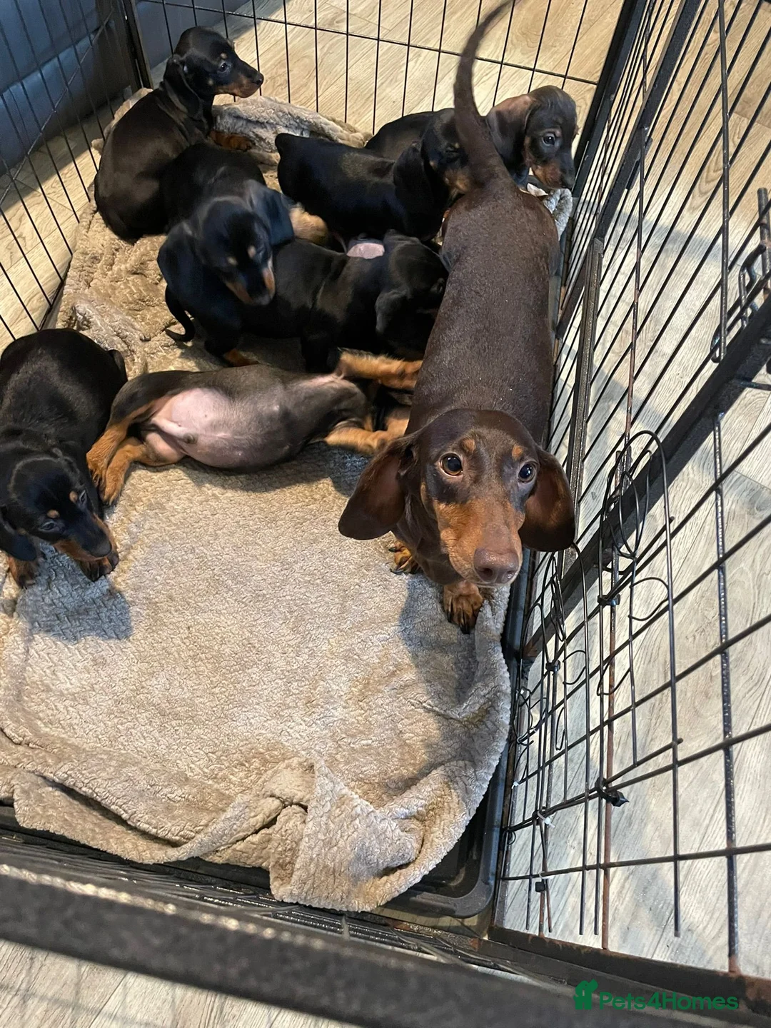 Dachshund dogs for sale: Dachshund Puppies Ready Now  in Norwich - Advert 2