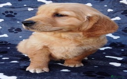 Golden Retriever dogs for sale: Golden retriever puppies extensively health tested - Image 6