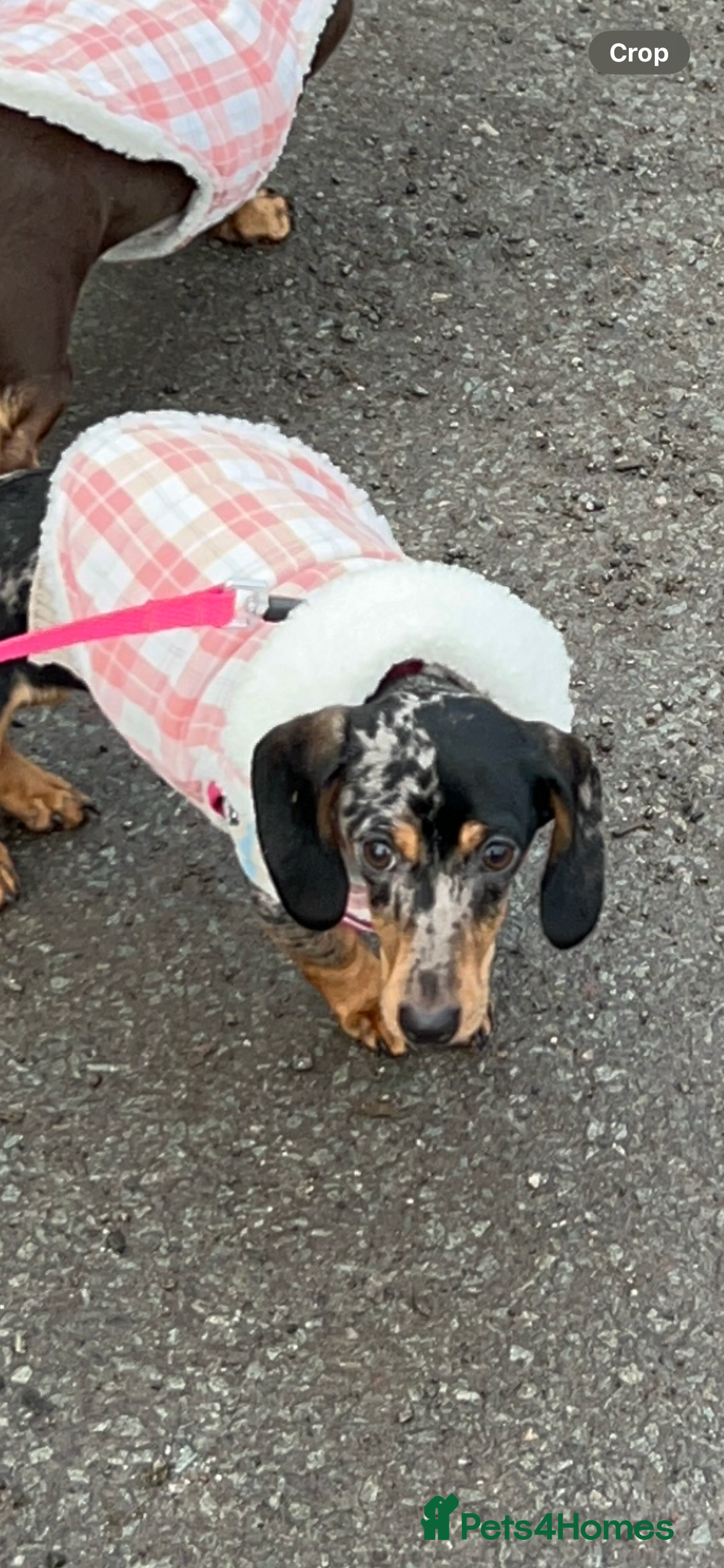 Dachshund dogs for sale: Beautiful Silver Dappled Girl - Advert 1