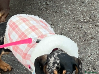 Dachshund dogs Beautiful Silver Dappled Girl - Advert 1