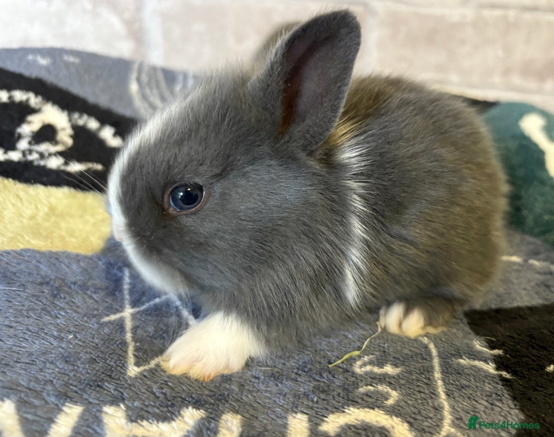Mini Lop rabbits for sale: Two different litters of rabbits - Image 2