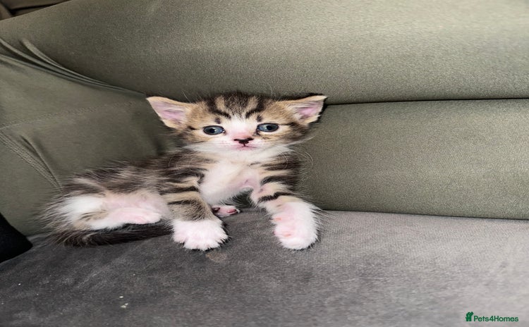 Mixed Breed cats - Advert 10