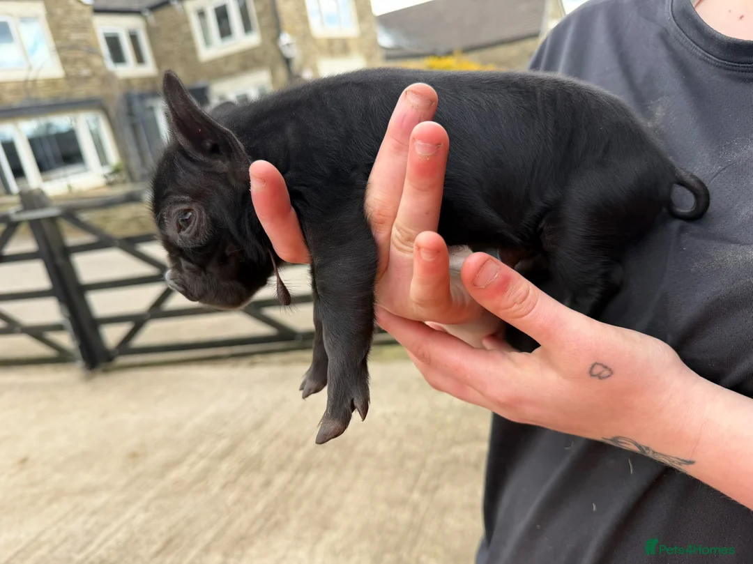 Pig livestock for sale: Kune kune piglets for sale  - Advert 5