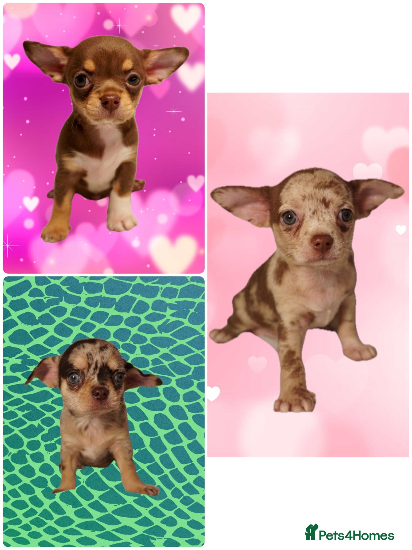 Chihuahua dogs Gorgeous litter of merle chihuahua pups - Advert 1