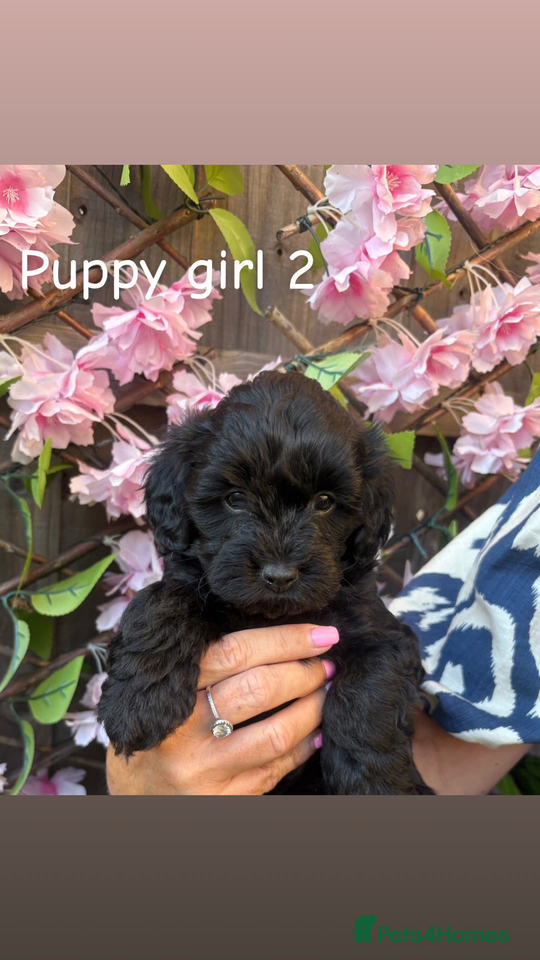 Cavapoo dogs for sale: REDUCED! 1 gorgeous little boy left and ready! in Grays - Image 8