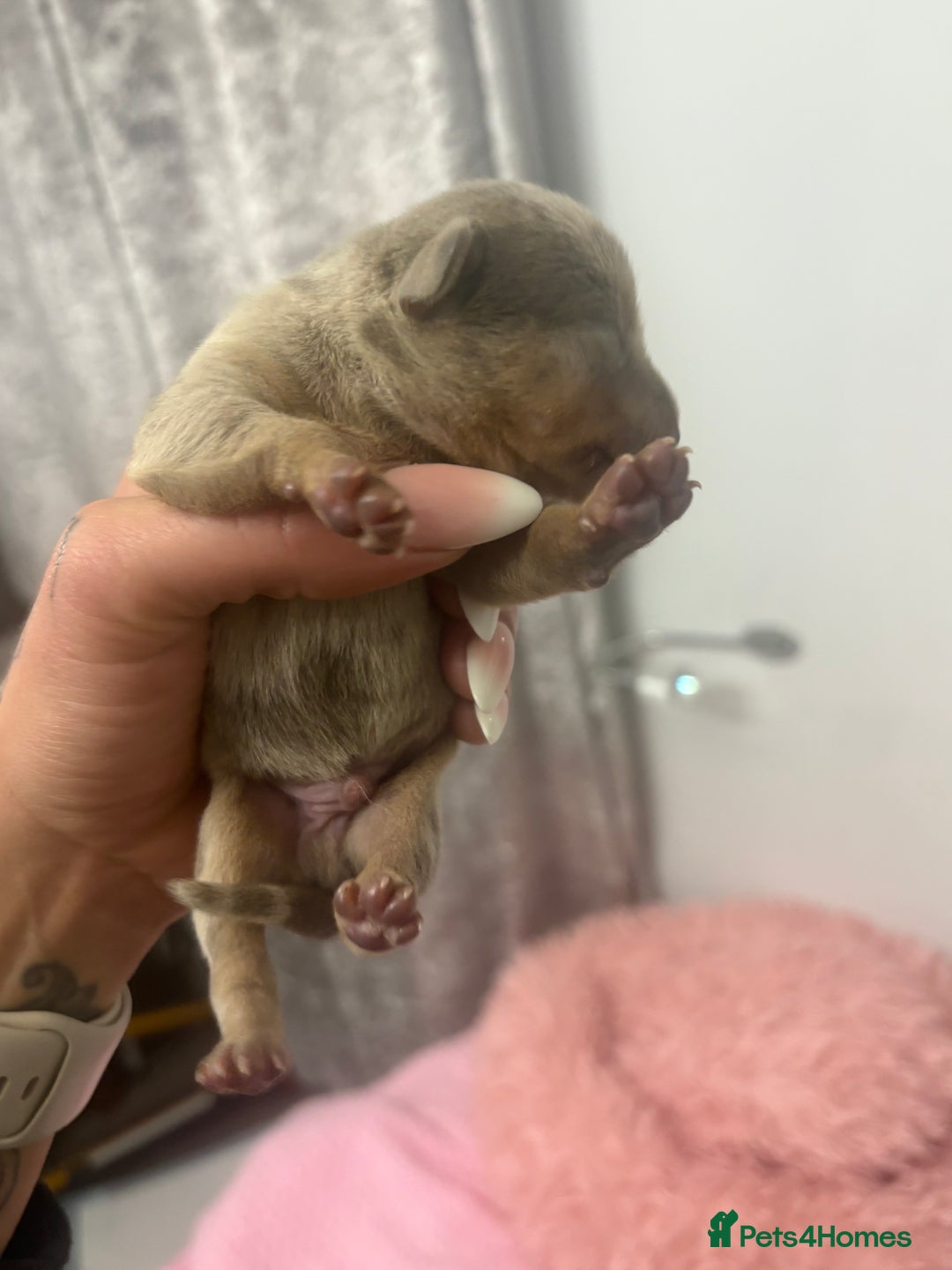 Mixed Breed dogs for sale: Xxx TINY dachshund x chihuahua puppies xxx - Image 18