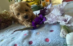 Maltipoo dogs for sale: Perfect small Maltipoo’s  puppy’s ❤️ - Image 11