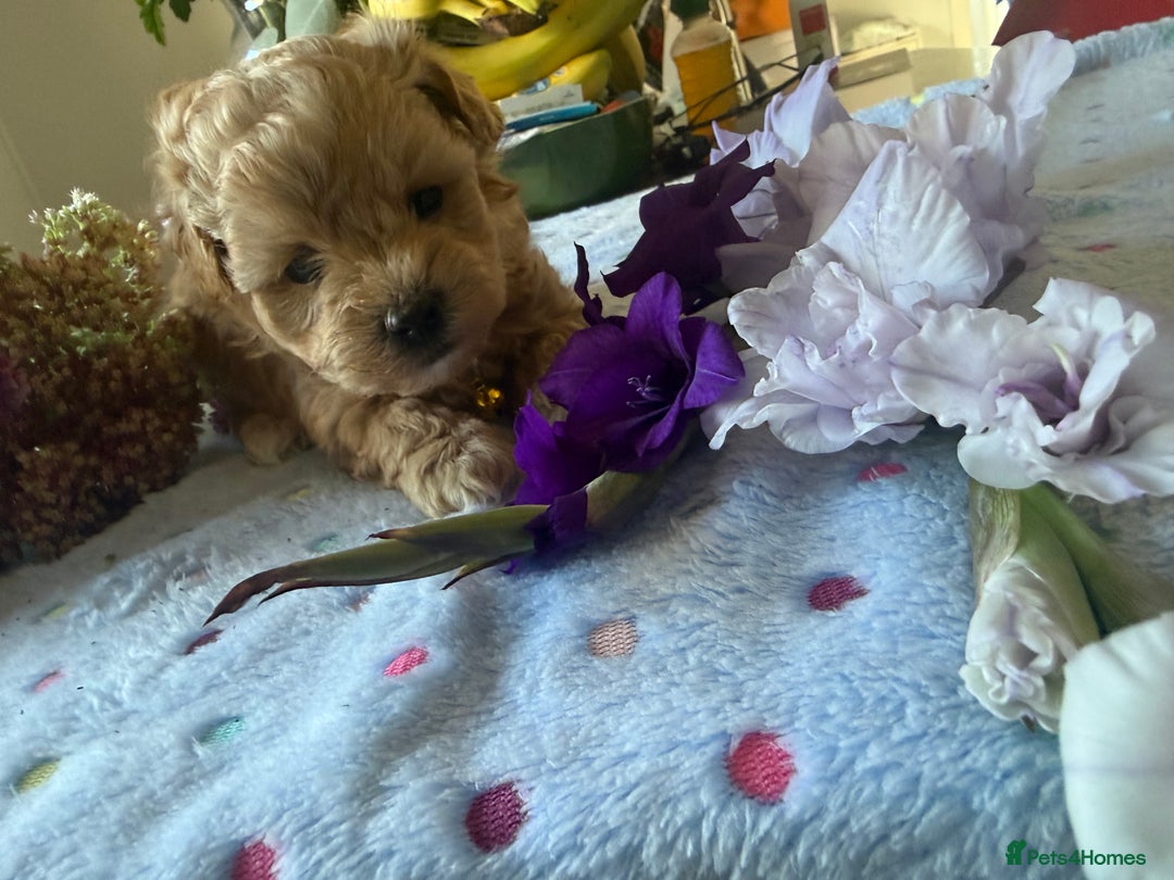 Maltipoo dogs for sale: Perfect small Maltipoo’s  puppy’s ❤️ - Image 11
