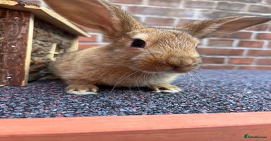 Mixed Breed rabbits - Advert 6