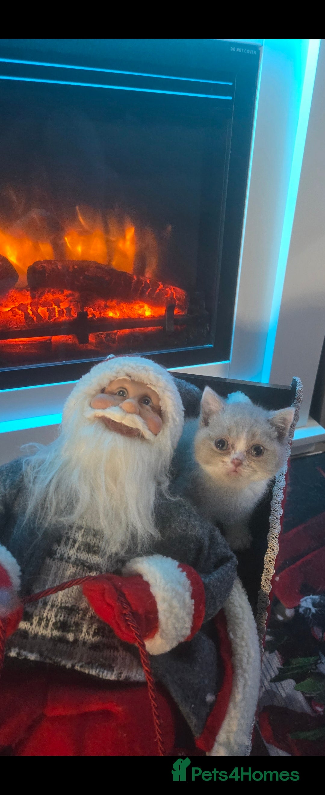 British Shorthair cats for sale: British shorthair kittens olny 1 girl ready now - Advert 2