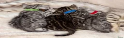 Bengal cats for sale: 🎬 Little Leopard Diaries | TICA BENGAL KITTENS 💎 - Advert 6
