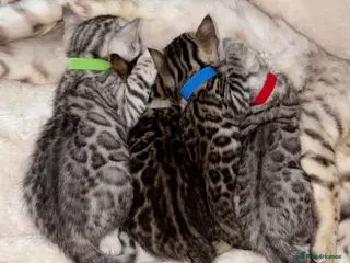 Bengal cats for sale: 🎬 Little Leopard Diaries | TICA BENGAL KITTENS 💎 - Advert 1