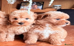 Cairn Terrier dogs for sale: STUNNING F1 cairn-oodle puppies  - Image 25