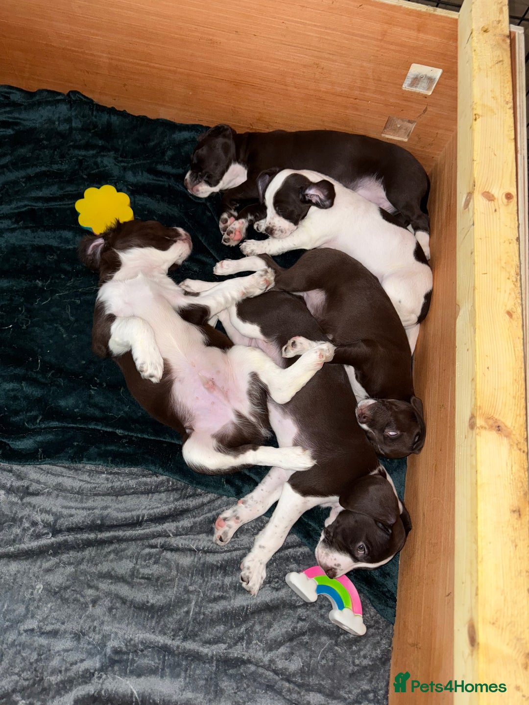 Mixed Breed dogs for sale: Chi sprocker  - Image 6