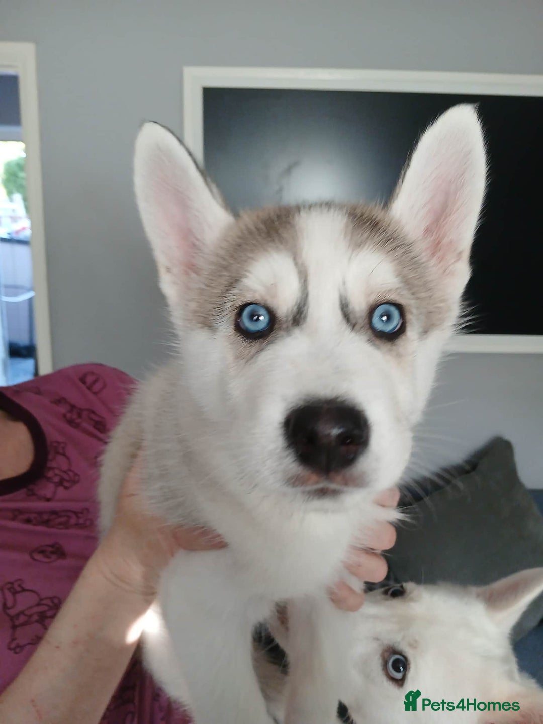 Siberian Husky dogs for sale: 6 loving siberian husky puppies - Advert 7