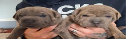 Staffordshire Bull Terrier dogs for sale: Blue staffy x sharpei  - Advert 11