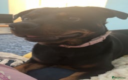 Rottweiler dogs for sale: Zulu 4 year old Rottweiler  - Image 9