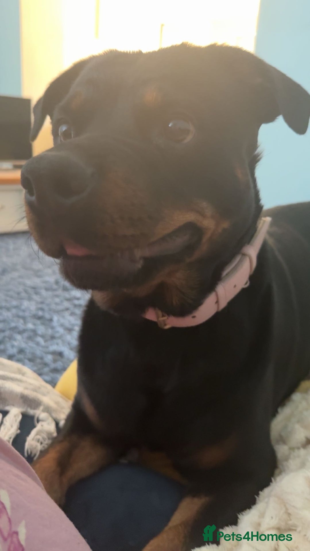 Rottweiler dogs for sale: Zulu 4 year old Rottweiler  - Image 9