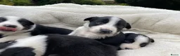 Border Collie dogs for sale: Beautiful Border Collie Puppies in Grassington - Advert 9