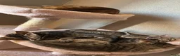 Bengal cats for sale: Bengals  in London - Advert 4