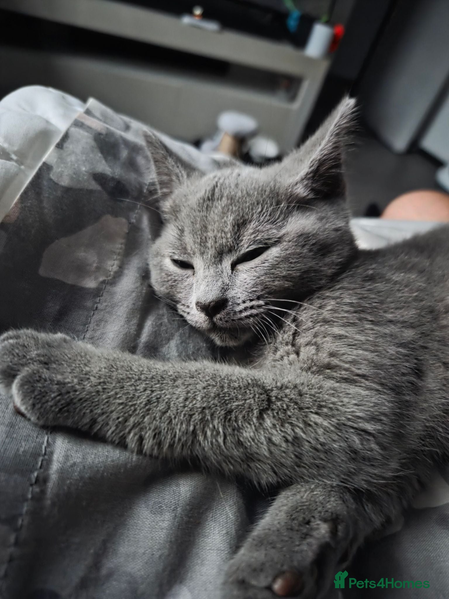 British Shorthair cats British shorthair kitten  - Advert 6