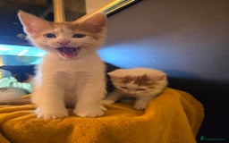 Mixed Breed cats for sale: 4 boys and 2 girls Family-Raised, Well-Socialised  - Image 28