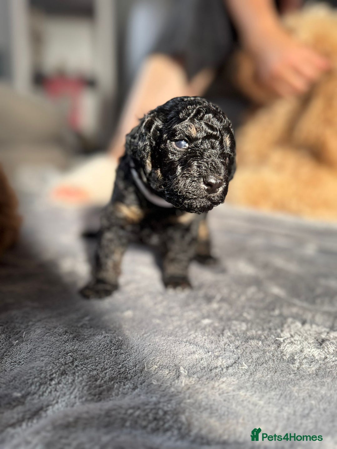Cockapoo dogs for sale: Gorgeous F1B cockapoo  - Image 6