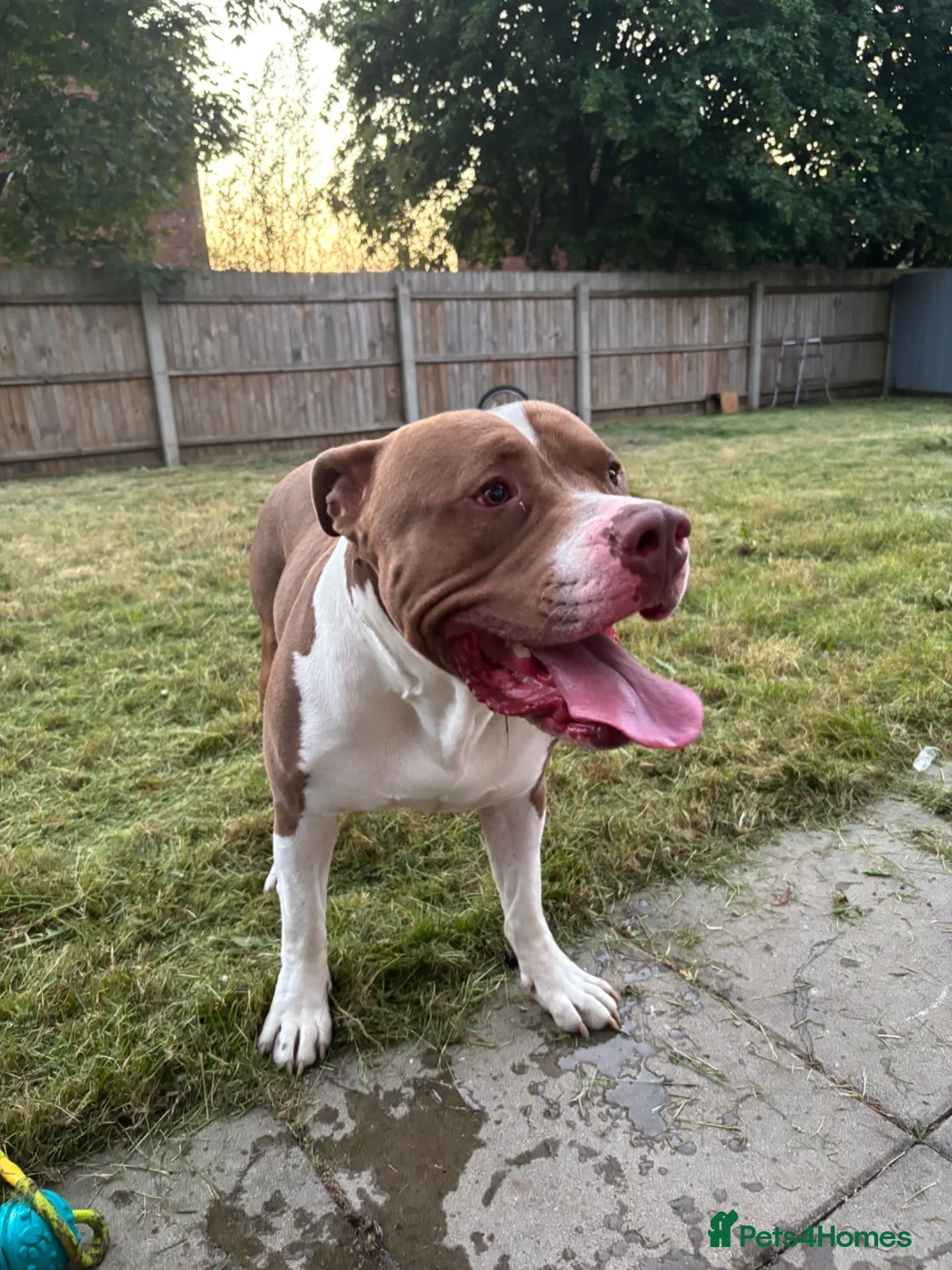 American Bully dogs for stud: Amstaff/Bully for stud - Advert 2