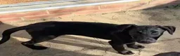 Mixed Breed dogs for sale: Black Doberman x Collie puppy under 4months old - Advert 5
