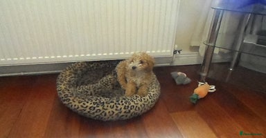 Cavapoo dogs - Advert 16